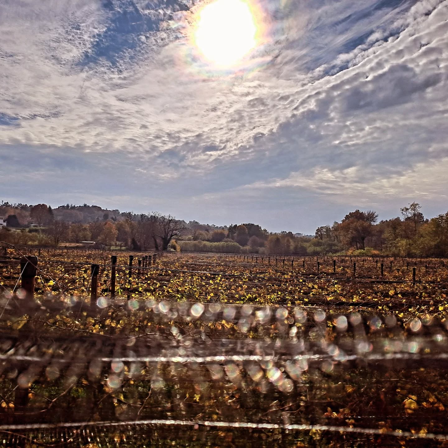 #landscapephotography #wineblogger #winelover #erbalucedicaluso #erbaluce #canavese #piemonte #moncrivello #italy🇮🇹 #moncravel

#vercellese #piemont #piedmont

#italie #vercelli #italien #ピエモンテ #イタリア #피에몬테 #이탈리아 #意大利 #皮埃蒙特