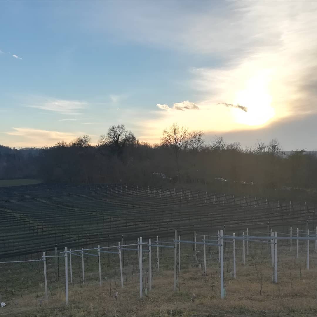 #winter #inverno #landscapes #landscapephotograph #sunsetlover #sunsetphotography #naturephotography #winelovers #winestagram #wineblogger #wines #erbaluce #erbalucedicaluso #canavese #moncrivello #piedmont #piemonte #italy #moncravel #piemont #vercelli #vercellese #ピエモンテ #イタリア