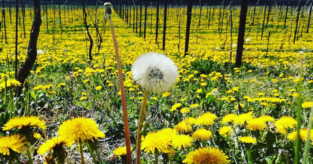 #landscapes #landscapephotograph #wines #wineblogger #erbaluce #erbalucedicaluso #canavese #moncrivello #piedmont #piemonte #italy #vinblanc #weißwein #vinobianco #whitewine #vittvin #白ワイン #piemont #vercellese #moncravel #springiscoming #spring #flowers #flowerslovers #tarassaco #dandelion #yellow #yellowflowers #vercelli #italie