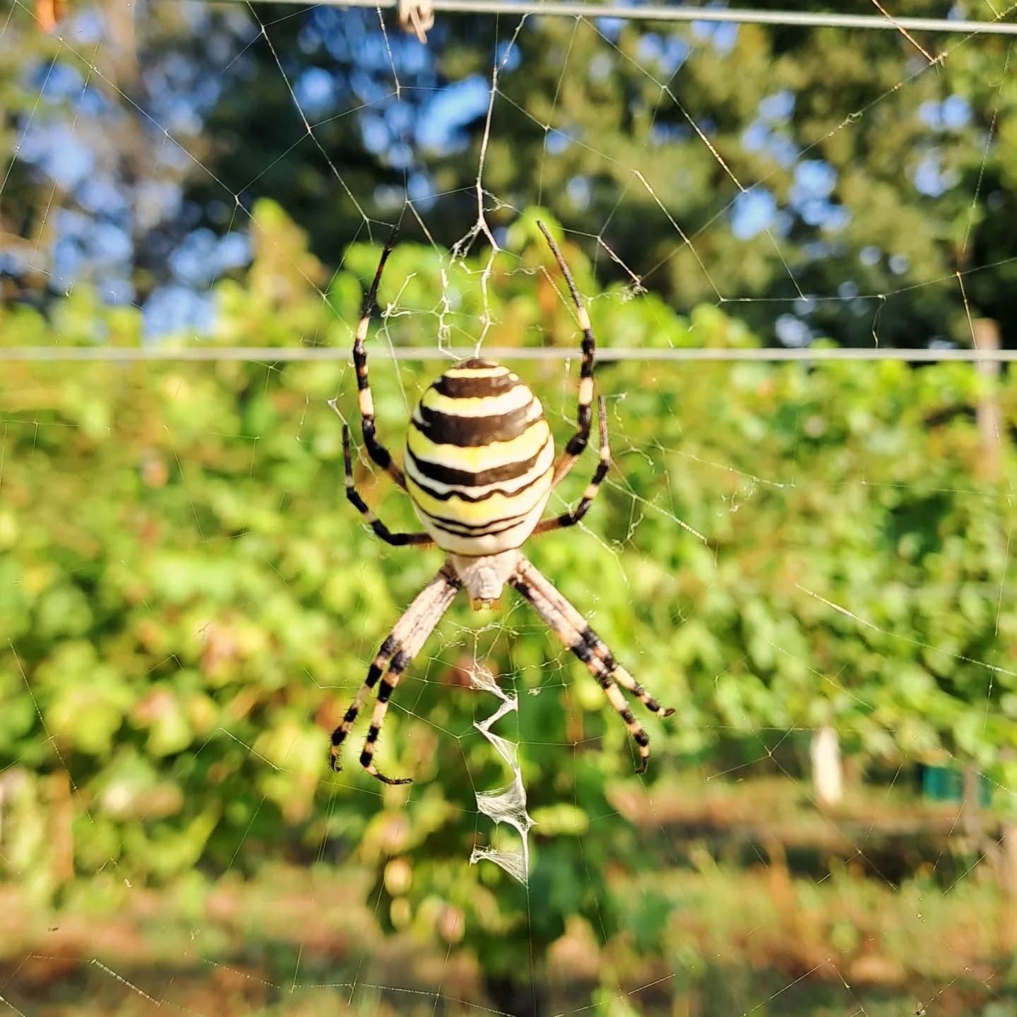 Ragno vespa. Il preferito di @robyphy83 
#spider #naturephotography #naturelover