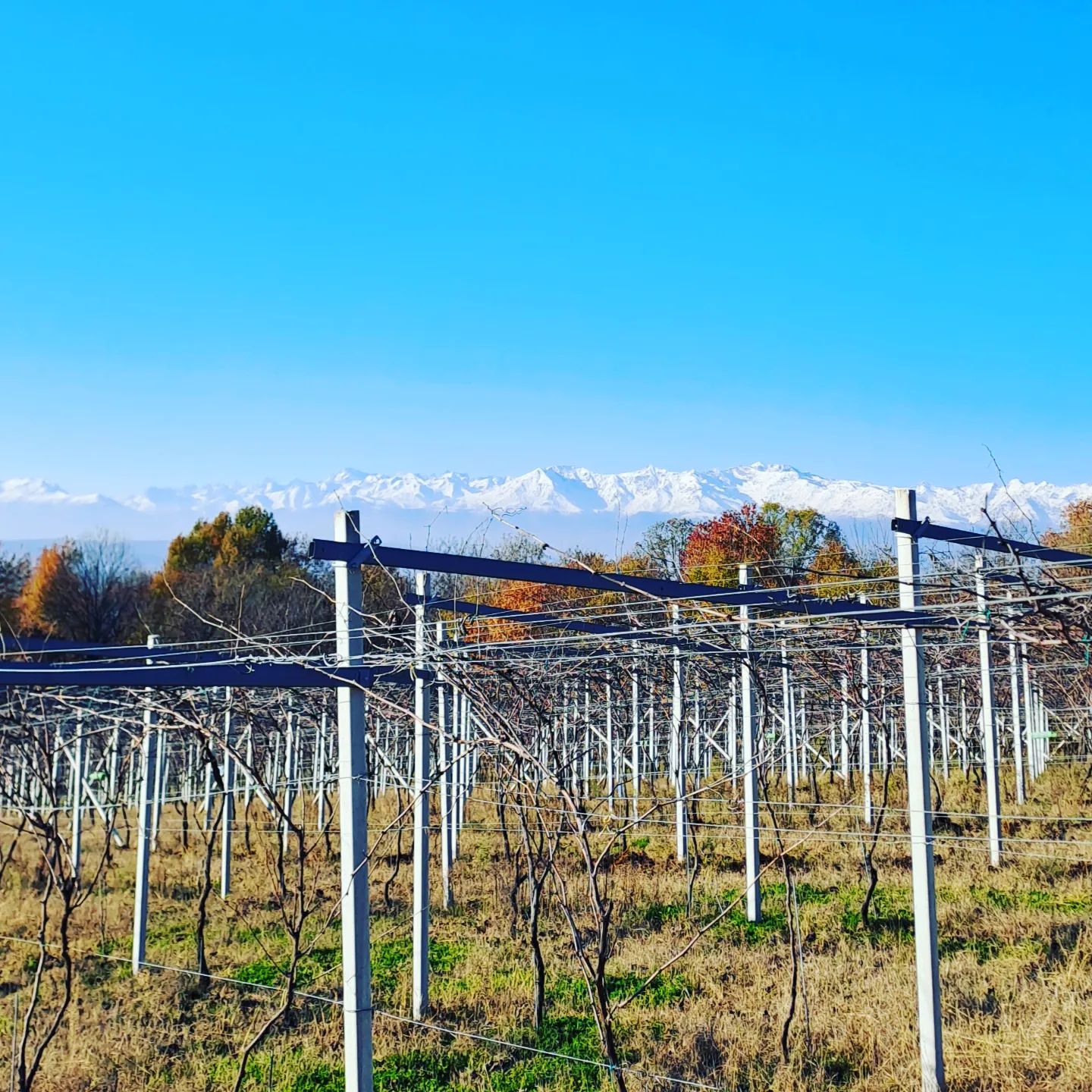 #winteriscoming #winter #inverno 

#montagna #mountains #valledaosta #erbalucedicaluso #erbaluce #wineblogger #winelover #moncrivello #canavese #piedmont #piemonte #italy🇮🇹 #italia #piemont #vercelli #ピエモンテ #イタリア #italien #italie #italië #moncravel