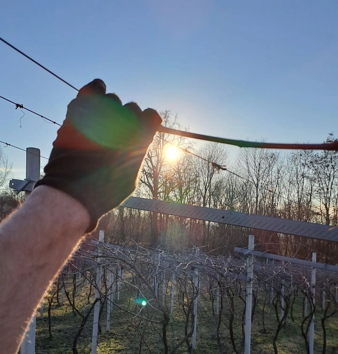 #sunsetphotography #sunset #tramonto #pruning #potatura #erbalucedicaluso

 #erbaluce #wineblogger #winelover #canavese #piedmont #piemonte #italy🇮🇹 #viveremoncrivello #piemont #vercelli #ピエモンテ #イタリア #italien #italie #italië #moncravel