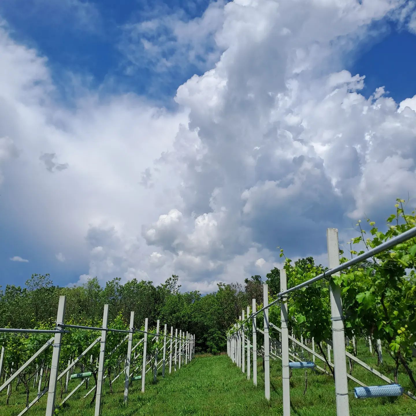 #erbalucedicaluso #erbaluce #moncravel 

#winefotography #wineblogger #winelover #wine #canavese #piedmont #piemonte #moncrivello #italy🇮🇹 #wine #canavese #piemonte #piemont #italie #italien #ピエモンテ #イタリア #vercellese #vercelli #italy #italia