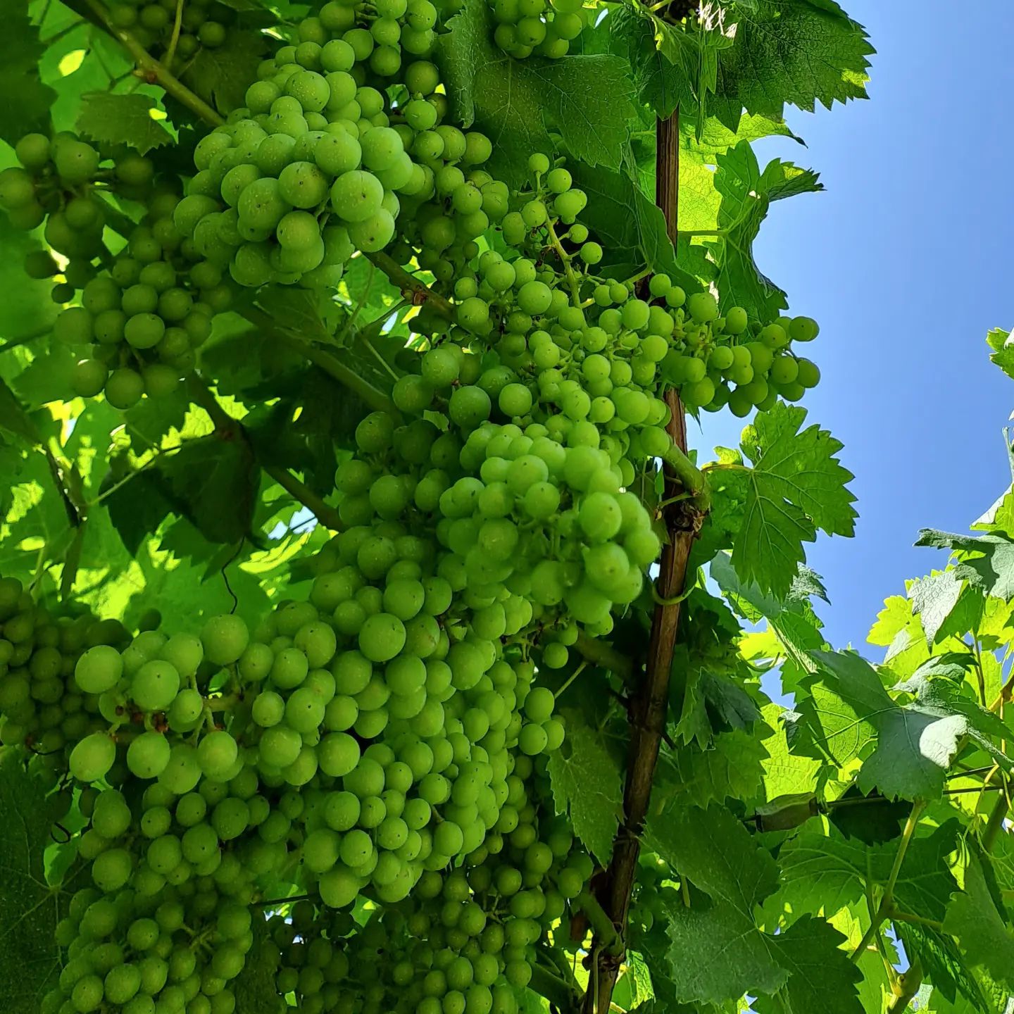 LOADING #winefotography #winetasting #wineblogger #winelover #erbalucedicaluso #erbaluce #canavese #summervibes #summer #piedmont #piemonte #italy🇮🇹 #moncrivello  #piemont #italie #italien #ピエモンテ #イタリア #vercellese #vercelli #italy #italia #moncravel