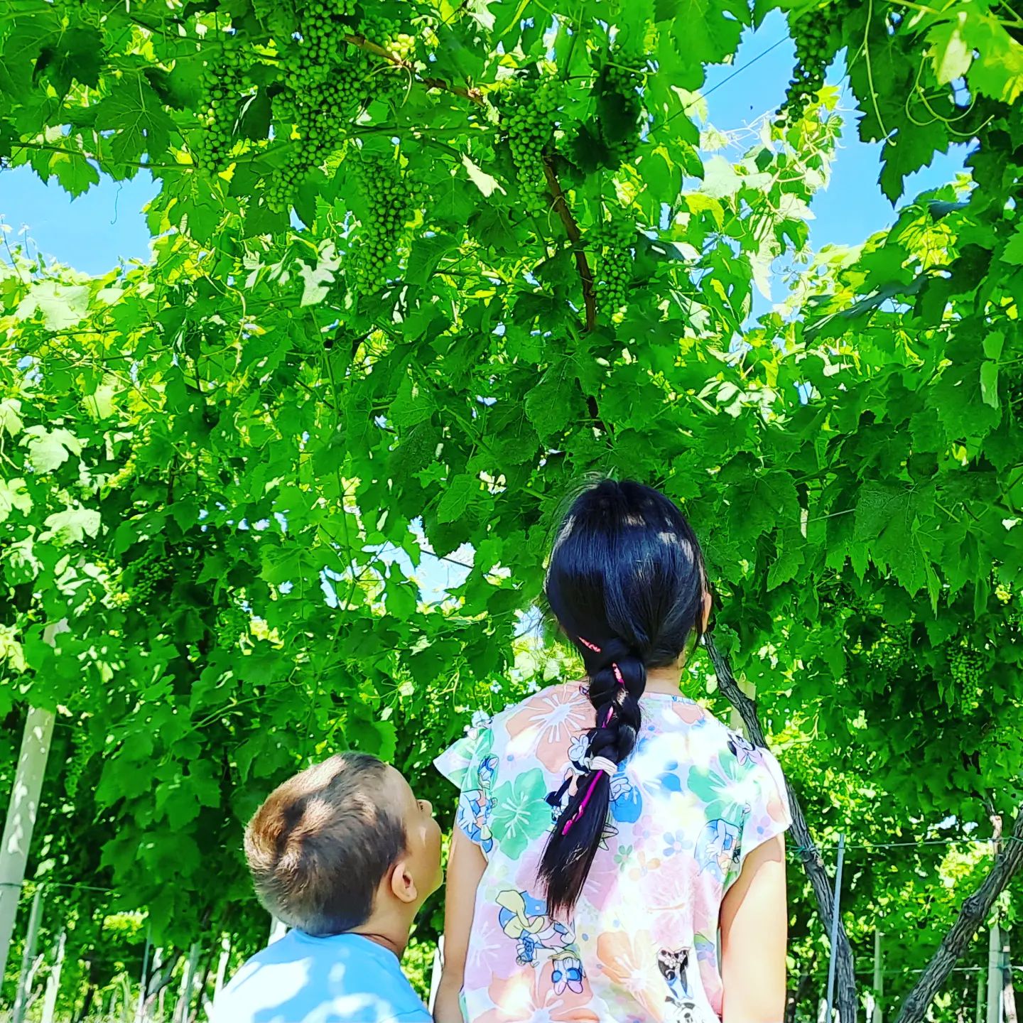 #summervibes #summertime #winefotography #wineblogger #winelover #erbalucedicaluso #erbaluce #canavese #piedmont #piemonte #italy🇮🇹 #italia #brotherhood #moncrivello #piemont #italie #italien #ピエモンテ #イタリア #vercellese #vercelli #italy #italia #moncravel