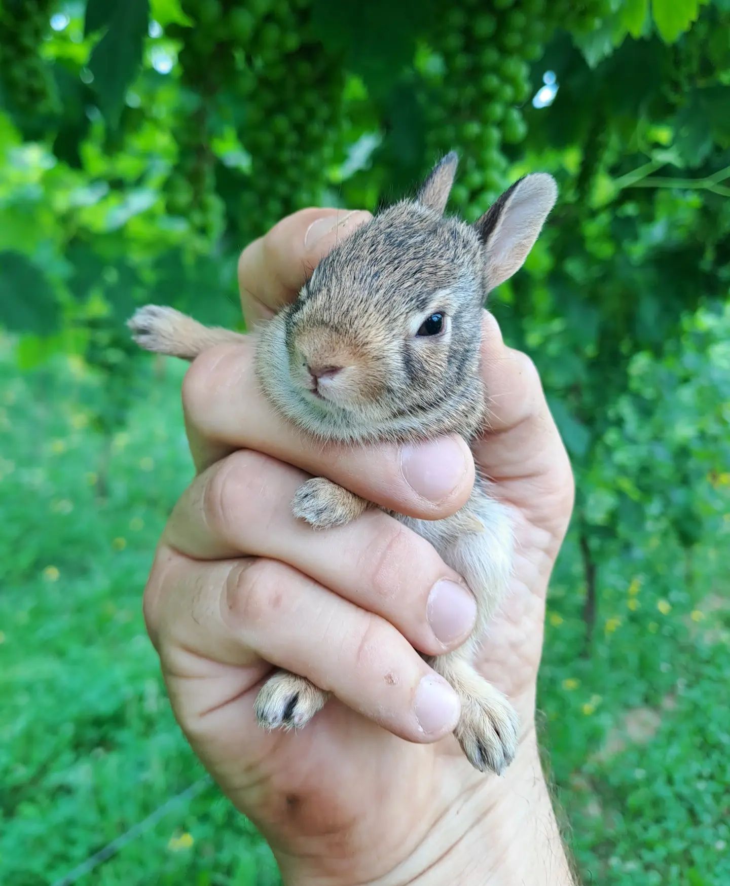 #cuccioli #puppies #animals #naturephotography #naturelovers

#winefotography #wineblogger #winelover #erbalucedicaluso #erbaluce #canavese #moncrivello #viveremoncrivello #piemonte #piedmont #italia #italy🇮🇹 #piemont #italie #italien #ピエモンテ #イタリア #vercellese #vercelli #italy #moncravel