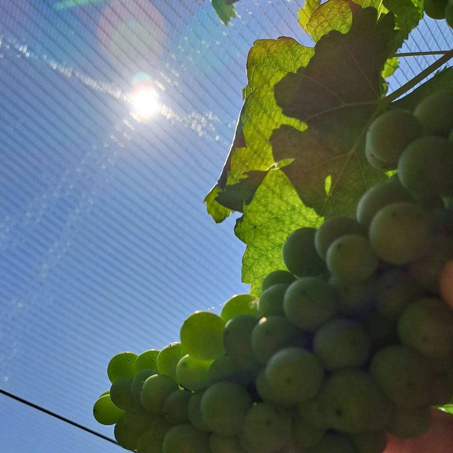 #summer #summervibes #erbalucedicaluso #erbaluce #canavese #winefotography #wineblogger #winelover #piedmont #piemonte #moncrivello #italy🇮🇹 #italia #piemont #italie #italien #ピエモンテ #イタリア #vercellese #vercelli #italy #moncravel