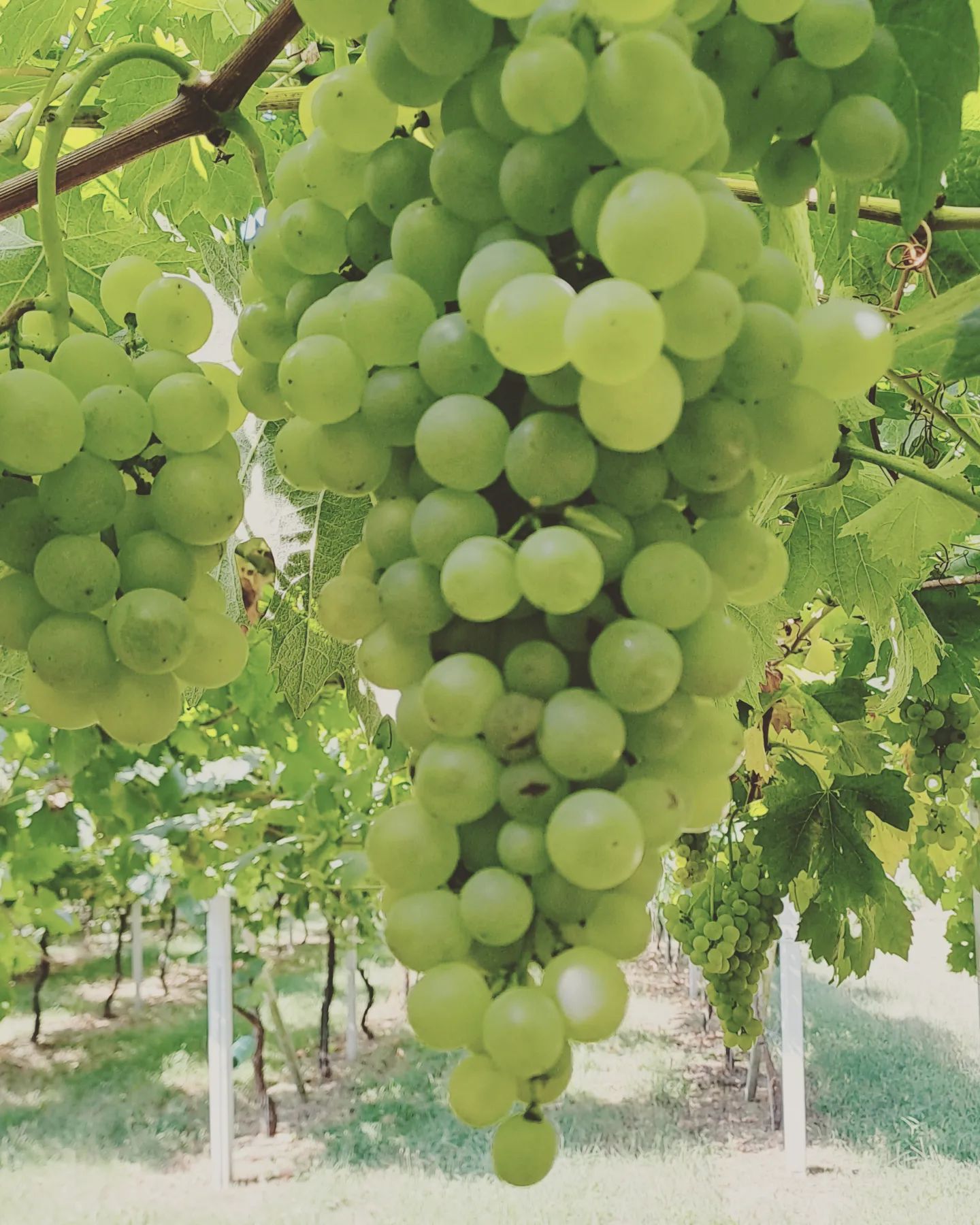 Loading #winefotography #winetasting #wineblogger #wine #erbaluce #erbalucedicaluso #canavese #moncrivello #piemonte #italy🇮🇹 #italia #piemont #italie #italien #ピエモンテ #イタリア #vercellese #vercelli #italy #moncravel #piedmont