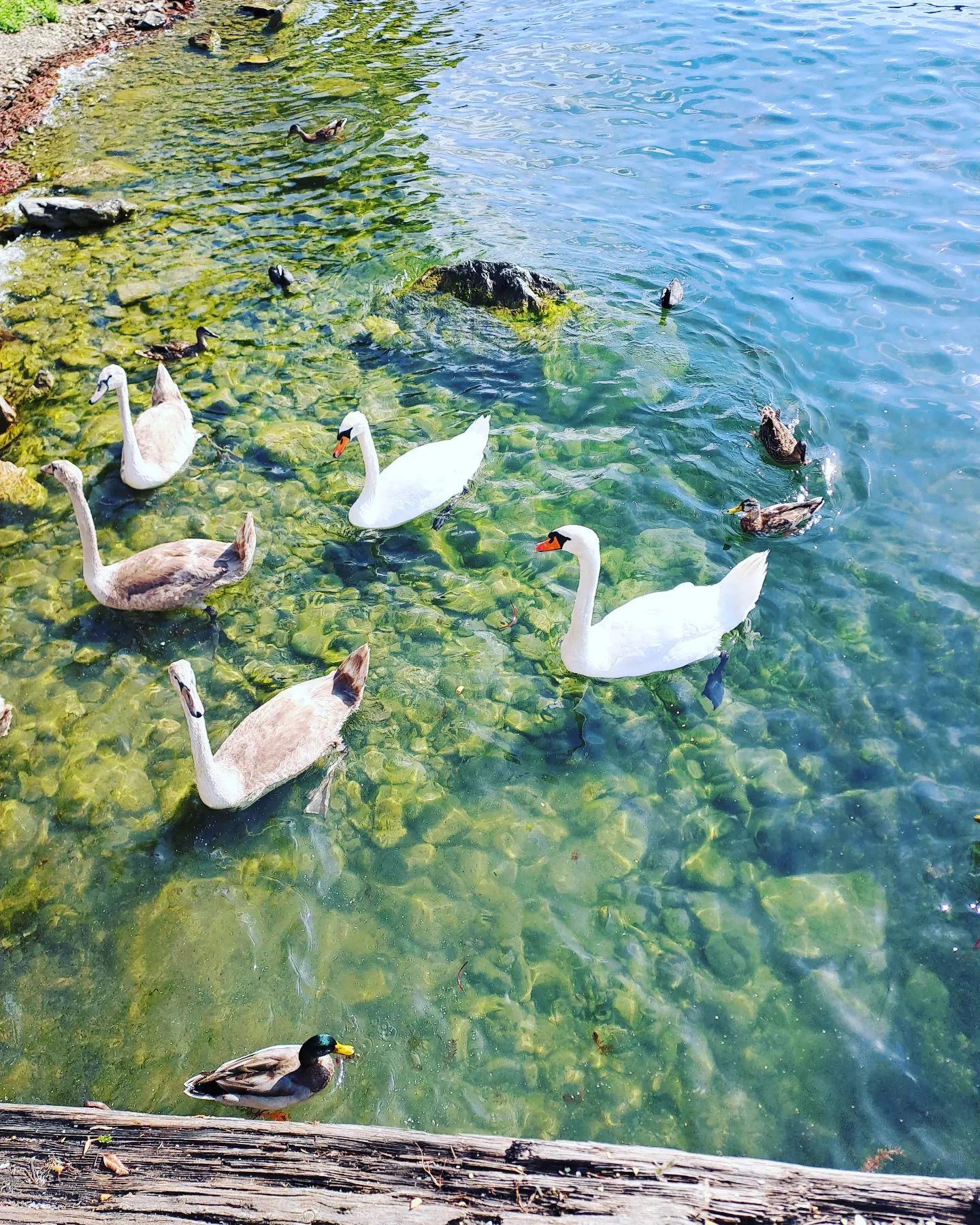 #viverone #lagodiviverone #viveronelake #viveronesee #canavese #lacdeviverone

#landacapephotography #landscapes #naturephotography #naturelovers #swan  #swanlake #lakeviverone #lagoviverone #piemonte #piemont #cigni
