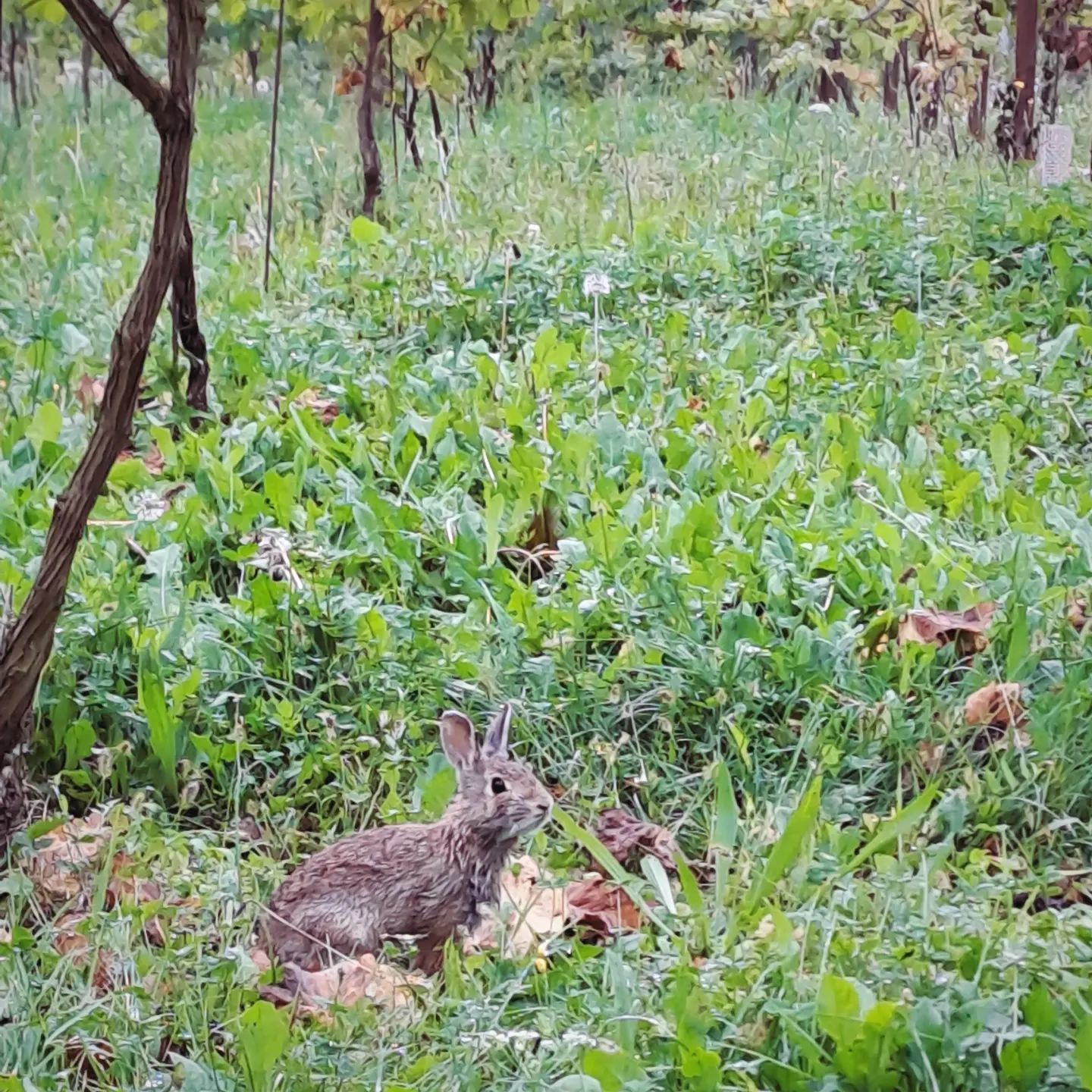 1, 2, 3 🌟 #nature #naturephotography #winefotography #wineblogger #winelover #erbaluce #erbalucedicaluso #canavese #moncrivello #piemonte #moncravel #italia #piemont #italie #italien #ピエモンテ #イタリア #vercellese #vercelli #italy #vercelli #piedmont