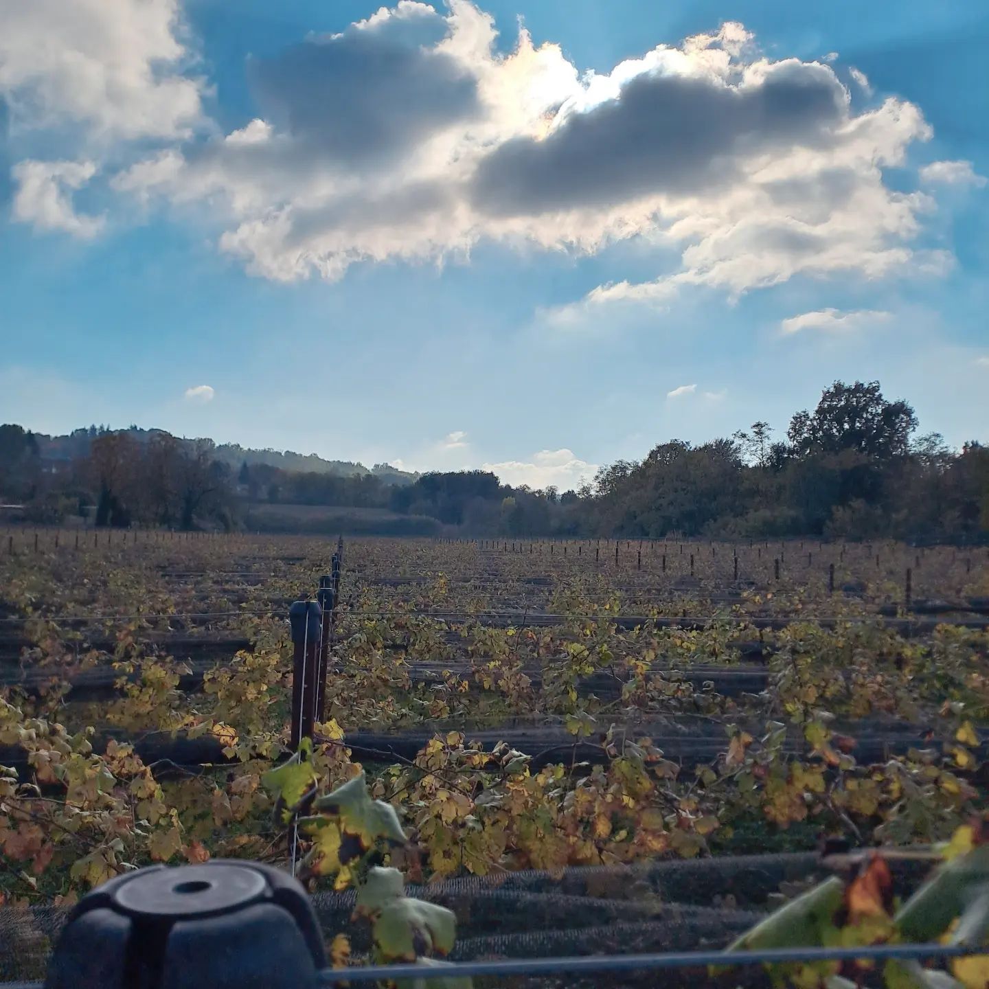 #erbalucedicaluso #erbaluce #landacapephotography #landscapes #winefotography #wineblogger #winelover #canavese #piemonte #italy🇮🇹 #moncrivello #italy #italia #piemont #italie #italien #ピエモンテ #イタリア #vercellese #vercelli #piedmont #moncravel