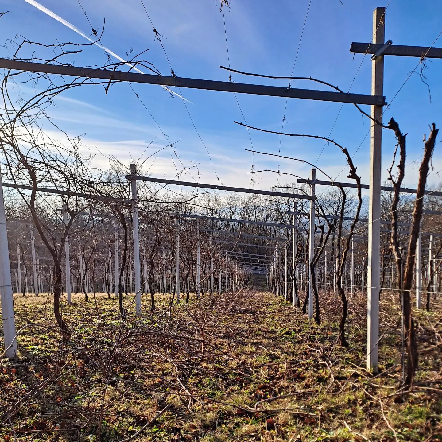 #pruning #pruningseason #potatura #erbaluce #erbalucedicaluso #canavese #findingerbaluce #moncrivello #piemonte #winefotography #wineblogger #winelover #italy🇮🇹

#italy #italia #piemont #ピエモンテ #イタリア #piedmont #vercelli #italie #italien #moncravel #피에몬테 #이탈리아