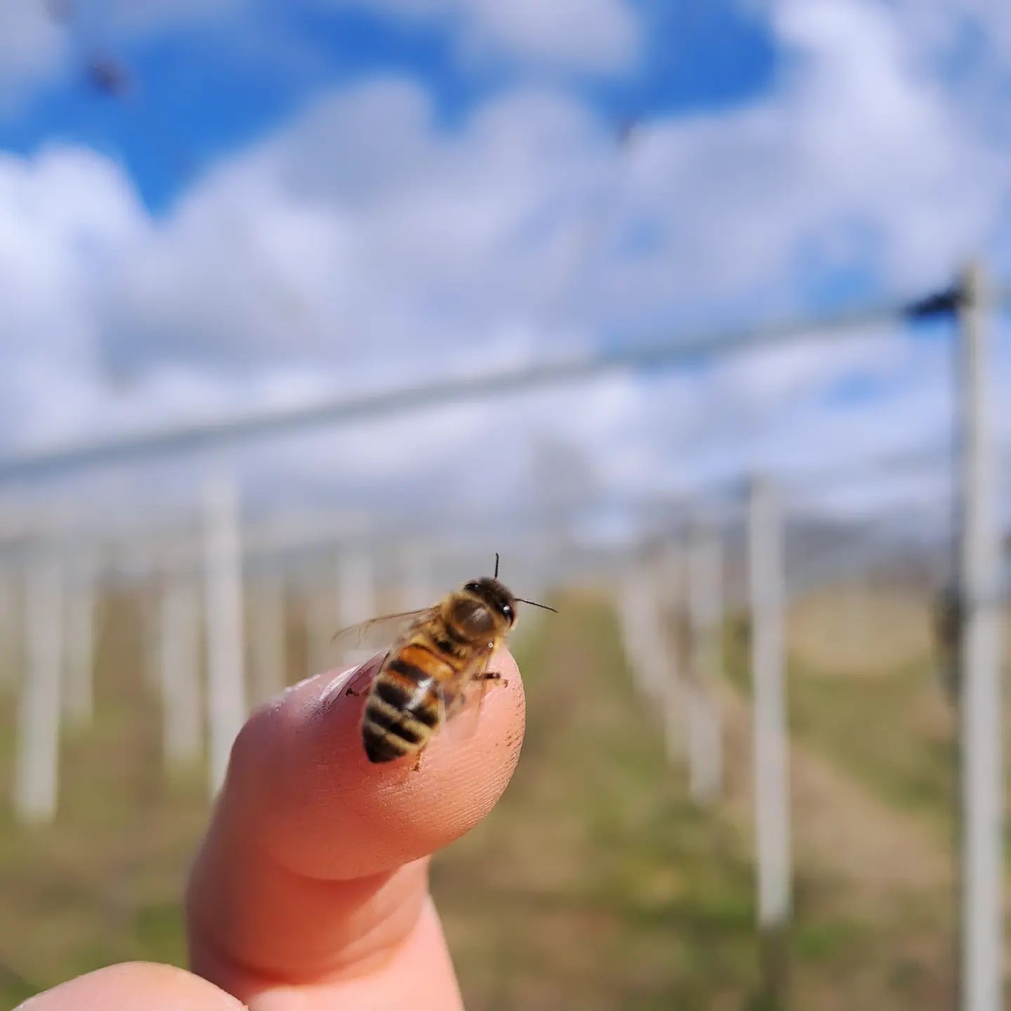 #naturephotography #naturelovers #bee #winefotography #wineblogger #winelover #erbalucedicaluso #erbaluce #canavese #moncrivello #piemonte #italy🇮🇹 #moncravel 

#italy #italia #piemont #ピエモンテ #イタリア #piedmont #vercelli #italie #italien #피에몬테 #이탈리아 #findingerbaluce