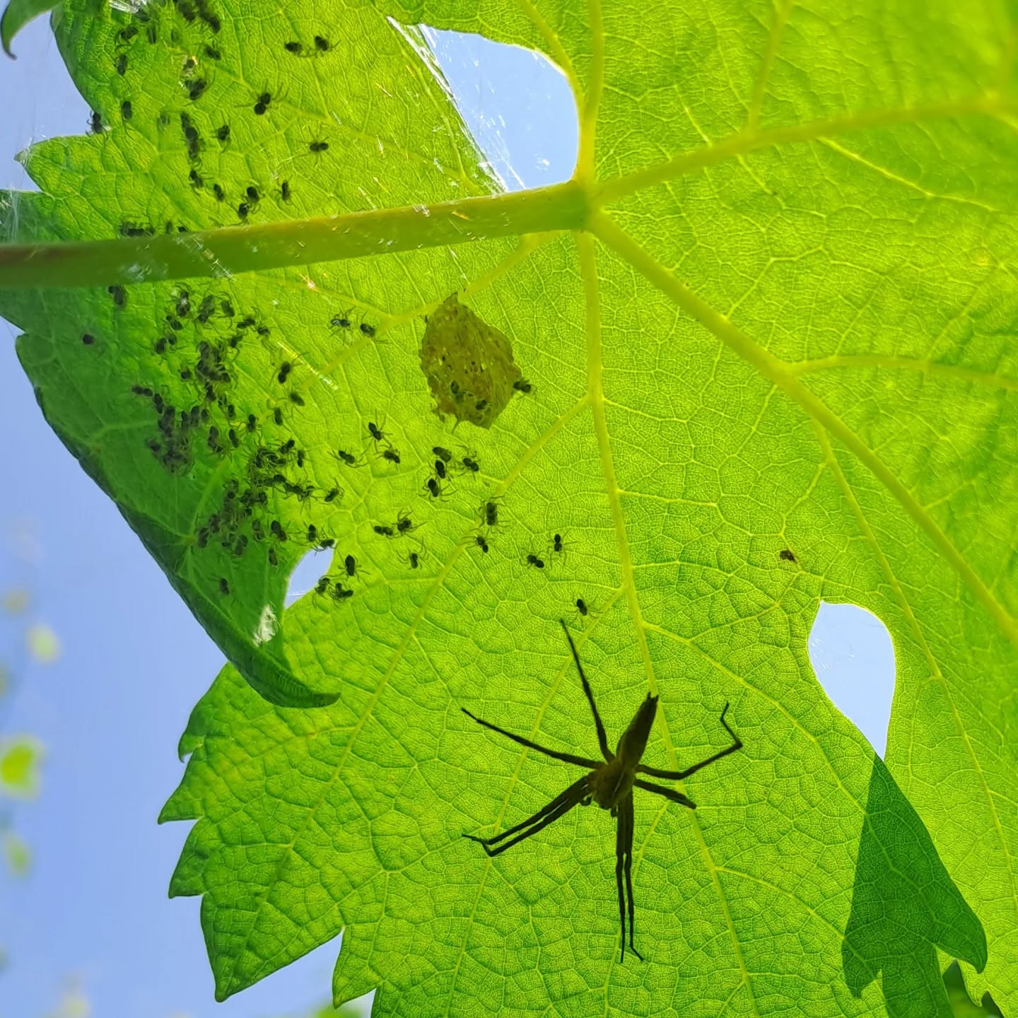 We are family
#wineblogger #winelover #naturephotography #erbalucedicaluso #erbaluce #canavese #piemonte #italy🇮🇹 #moncravel

#vercellese #piemont #piedmont 

#italie #vercelli #italien #ピエモンテ #イタリア #피에몬테 #이탈리아 #意大利 #皮埃蒙特