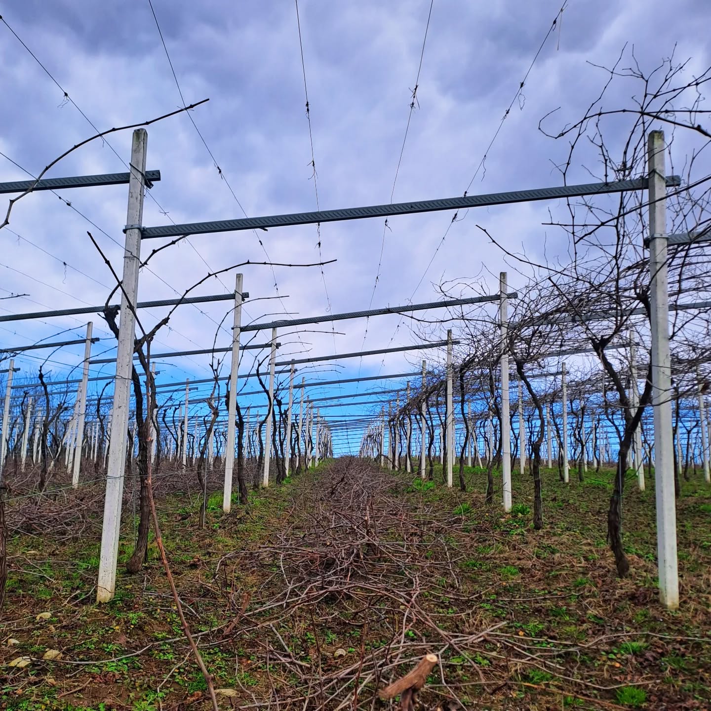 #wineblogger #winelover #pruning #pruningseason #erbalucedicaluso #canavese #piemonte #moncrivello #italy๐ฎ๐น #erbaluce
#vercellese #piemont #piedmont #moncravel
#italie #vercelli #italien #ใใจใขใณใ #ใคใฟใชใข #ํผ์๋ชฌํ
 #์ดํ๋ฆฌ์ #ๆๅคงๅฉ #็ฎๅ่็น