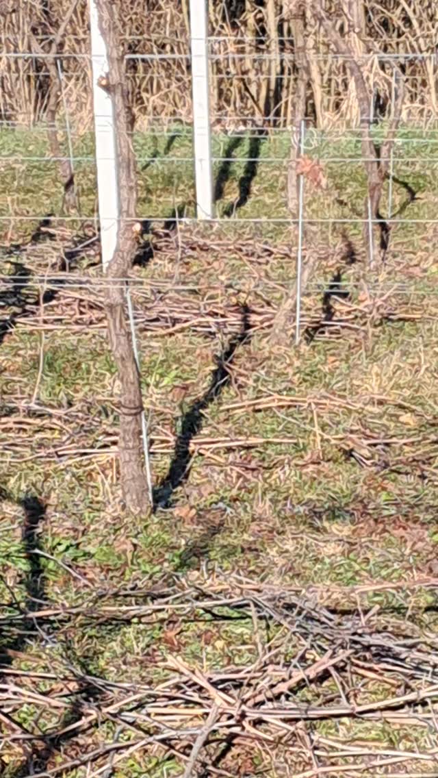 #pettirosso #robin #rougegorge #ルリビタキ #知更鸟 #지빠귀 #petirrojo #pisco #roodborstje #rotkehlchen #малиновка 

#moncravel #moncrivello