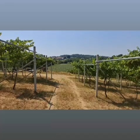 Mon Previ - Valassa #vigna #vineyard #erbaluce #erbalucedicaluso 

#moncrivello #moncravel

#canavese #vercellese

#wineblogger #winelover #italia
#piemonte #piedmont #piemonte #italy #piemont #piedmont

#italie #italien #ピエモンテ #イタリア #피에몬테 #이탈리아 #意大利 #皮埃蒙特 #italië