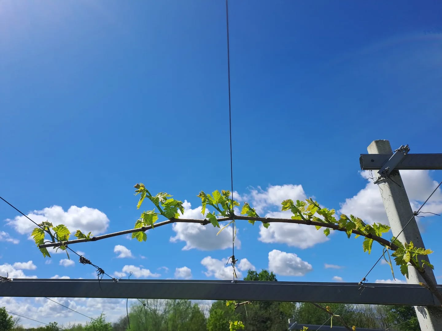 #wine #winelover #wineblogger #erbalucedicaluso #erbaluce ##canavese #moncrivello #piemonte #moncrivello #italy #moncravel

#vercellese #piemont #piedmont 

#italie #vercelli #italien #ピエモンテ #イタリア #피에몬테 #이탈리아 #意大利 #皮埃蒙特