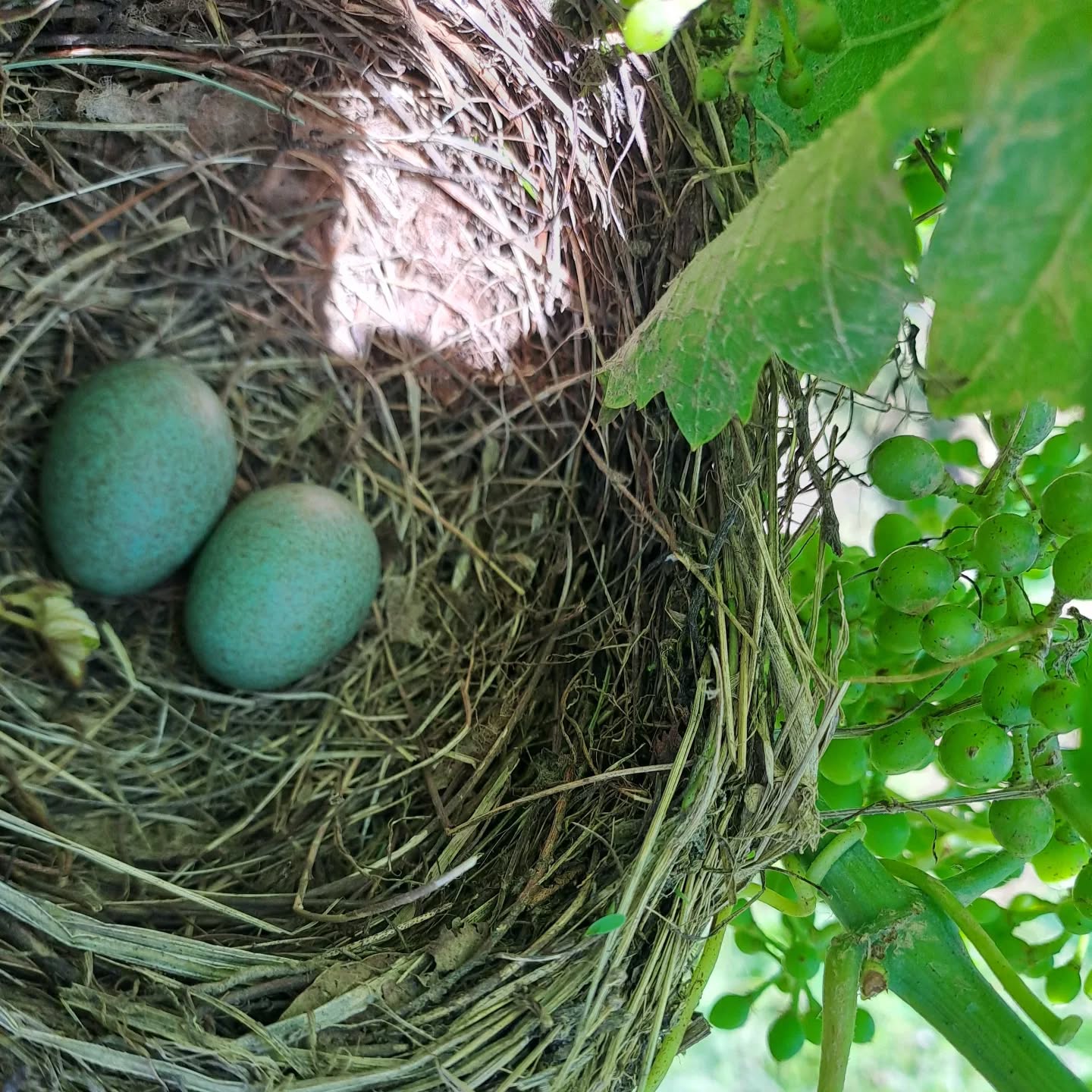 🪺 #wineblogger #winelover #erbalucedicaluso #canavese #moncrivello